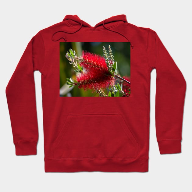 Scarlet Red BottleBrush Blooms Hoodie by Debra Martz